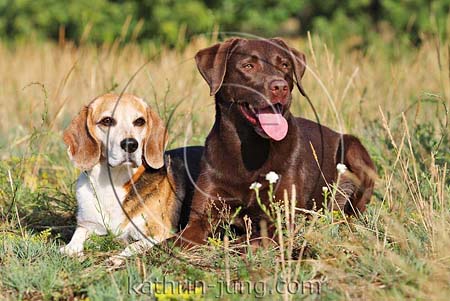 Labrador und beagle Wiese