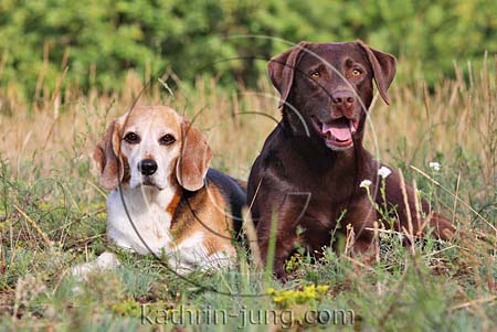 Hunde im verdörrten Gras