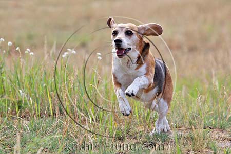 Beagle in Action