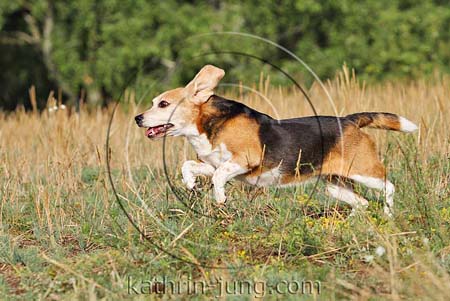 Beagle in Action 