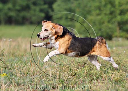 Beagle in Action Senior
