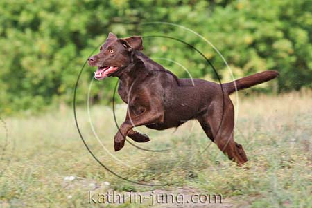 Labrador in Action