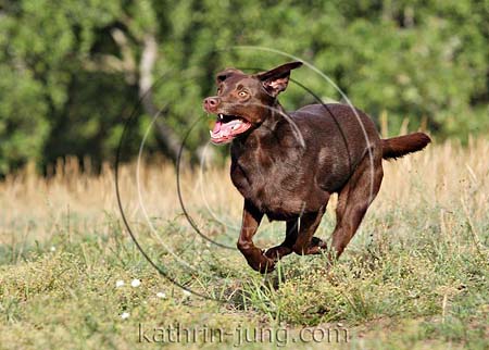 Labrador in Action Wiese