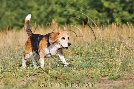 Beagle in Natur