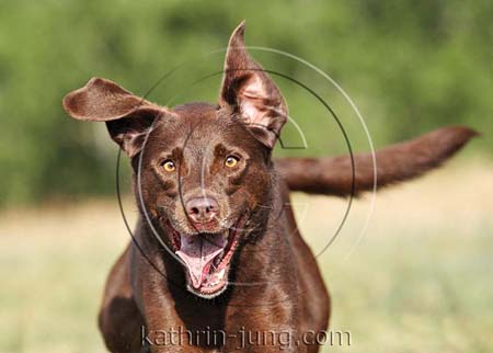 Labrador in Action Labrador in Action